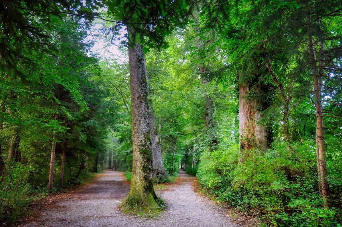 Ein Waldweg, der sich um einen Baum in zwei Routen teilt